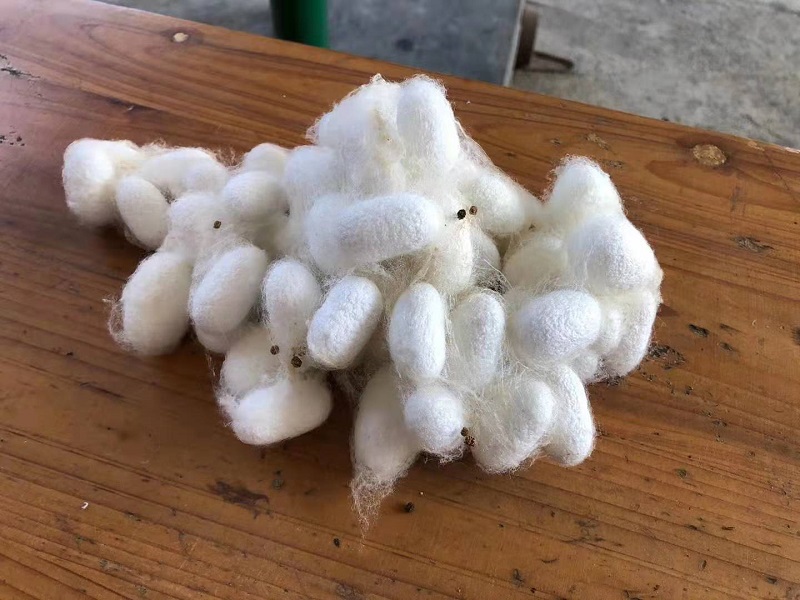 Drying Silkworm Cocoons: Unlock the Potential of Silk