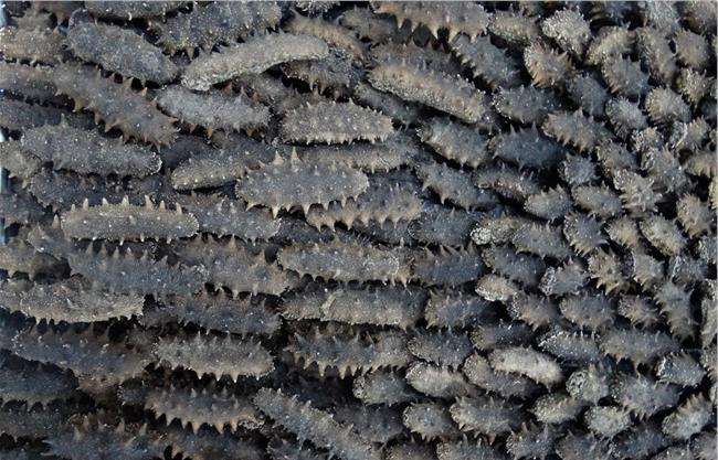 Drytch Heat pump dryer use for drying sea cucumber