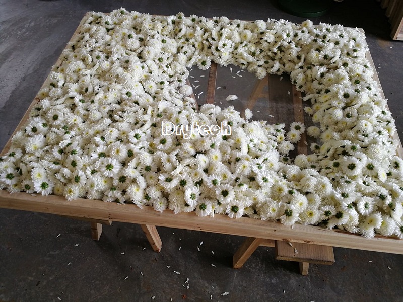 Chrysanthemum dehydrators, flowers drying machine