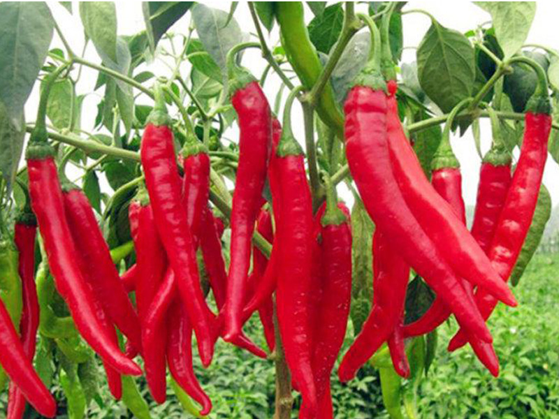 Drytech conveyor type dryers use to drying chili